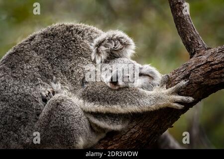 Koala Joey schläft in den Armen seiner Mutter. Stockfoto