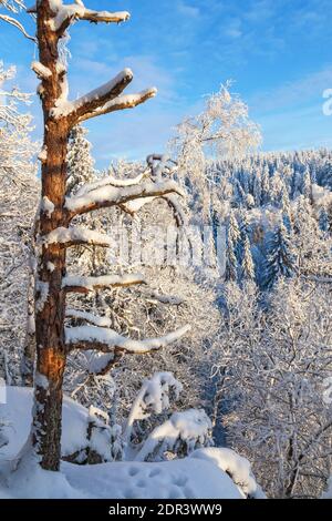 Alter Baumstamm in einem Winterwald Stockfoto