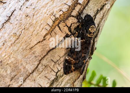 Todeskopf-Falkmotte (Acherontia atropos) Stockfoto