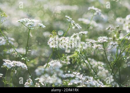 Koriander-Pflanzen (Coriandrum sativum) blühen im Sommergarten Stockfoto