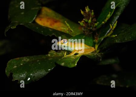 Grüner Bright-eyed Frosch (Boophis viridis), Andasibe-Mantadia Nationalpark, Madagaskar Stockfoto