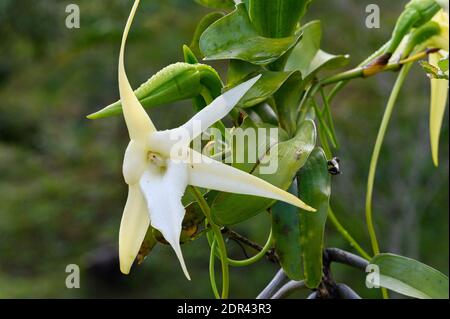 Darwins epiphytische Orchidee (Angraecum sesquipedale) in Hotelgärten. Andasibe, Madagaskar Stockfoto