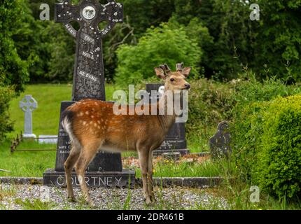 Der junge Hirsch auf dem irischen Friedhof der Muckross Abbey im Killarney National Park, in der Nähe der Stadt Killarney, Grafschaft Kerry, Irland Stockfoto