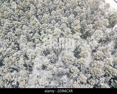Luftaufnahme eines schneebedeckten immergrünen Waldes nach einem Schneefall. Spitzen von Nadelbäumen im Schnee, Blick von einer Drohne. Stockfoto