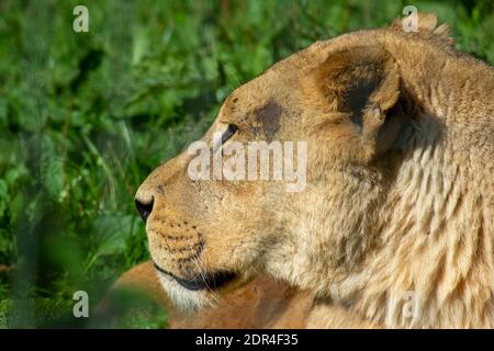 Löwin im Safaripark Grasland gesehen Stockfoto