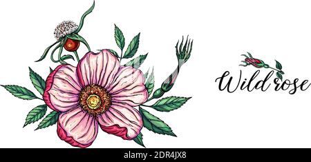 Vektor-Set von zarten rosa wilden Rosenblüten, Blumenarrangements Stock Vektor
