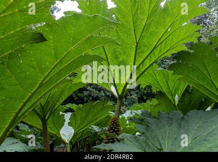 Chilenischer Riesenhubarb, (Gunnera Tinctoria) Logan Botanic Garden, Stranraer, Schottland. Stockfoto