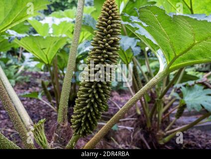 Chilenischer Riesenhubarb, (Gunnera Tinctoria) Logan Botanic Garden, Stranraer, Schottland. Stockfoto