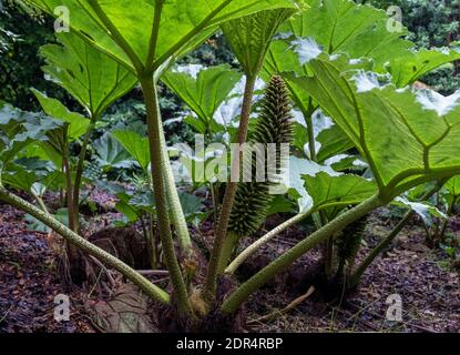 Chilenischer Riesenhubarb, (Gunnera Tinctoria) Logan Botanic Garden, Stranraer, Schottland. Stockfoto