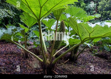 Chilenischer Riesenhubarb, (Gunnera Tinctoria) Logan Botanic Garden, Stranraer, Schottland. Stockfoto