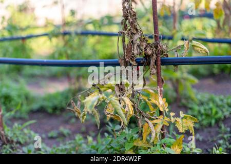 Ausgetrocknete Tomaten, schlechte Tomaten. Im Gewächshaus angebaute Tomaten werden wegen Krankheit oder Störung getrocknet. Agrarkonzept Stockfoto