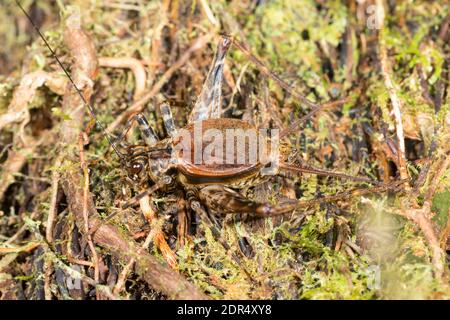 Spider Cricket (Familie Phalangopsidae) auf einem moosigen Ufer im montanen Regenwald im Los Cedros Reservat im Westen Ecuadors Stockfoto