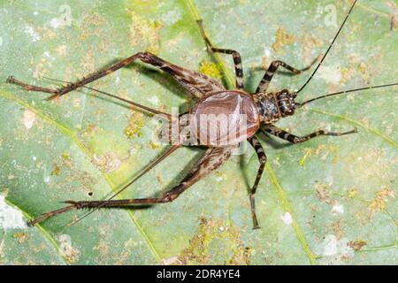 Spider Cricket (Familie Phalangopsidae) auf einem Blatt im Bergregenwald im Los Cedros Reservat im Westen Ecuadors Stockfoto