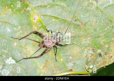 Spider Cricket (Familie Phalangopsidae) auf einem Blatt im Bergregenwald im Los Cedros Reservat im Westen Ecuadors Stockfoto