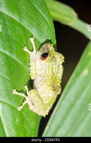 Porvenir Robber Frog (Pristimantis crucifer) on a branch in the understory of montane rainforest in the Los Cedros Reserve, western Ecuador Stockfoto