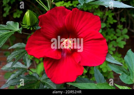 Hibiscus moscheutos Sumpfrosen-Malbe Stockfoto