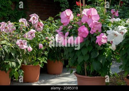 Hibiscus moscheutos in Töpfen, Sumpfrosen-Malge Stockfoto