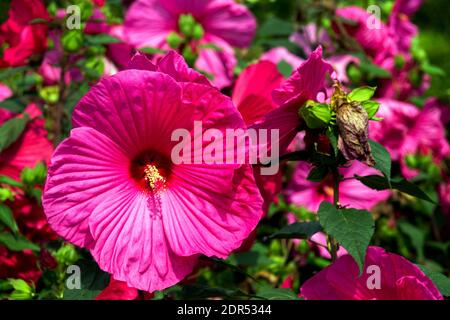 Hibiscus moscheutos Sumpf Rose-Malge rosa Blüten in Garten große Blüten Stockfoto