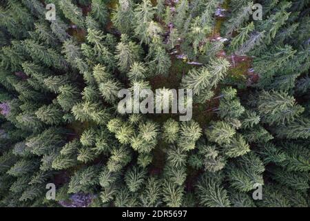 Luftdrohne Ansicht einer bergigen alten Kiefernwald Landschaft. Stockfoto