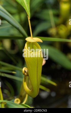 Kannenpflanze (Nepenthes madagascariensis), Ampitabe-See, Ankanin’ny Nofy, Madagaskar Stockfoto