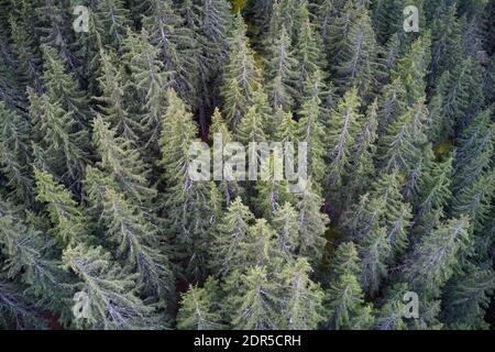 Luftdrohne Ansicht einer bergigen alten Kiefernwald Landschaft. Stockfoto