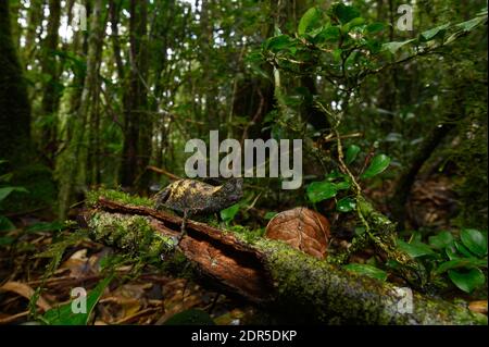 Stumptailchamäleon (Brookesia superciliaris), Ranomafana-Nationalpark, Madagaskar Stockfoto