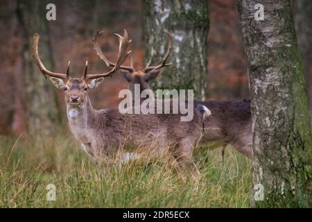 Duelmen, NRW, Deutschland. Dezember 2020. Zwei Damhirsche (dama dama) Männchen (Böcke) stehen dicht beieinander und haben ihre Ausbrütungen der Brunftzeit begraben. Gruppen von Hirschen huddeln im Wald enger zusammen, da das winterliche Wetter kälter und weniger angenehm wird. Kredit: Imageplotter/Alamy Live Nachrichten Stockfoto