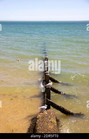 WALTON ON THE NAZE, ESSEX, GROSSBRITANNIEN, 17. JULI 2020. Groynes am Strand bei Flut. Walton on the Naze, Essex, Großbritannien, 17. Juli 2020 Stockfoto