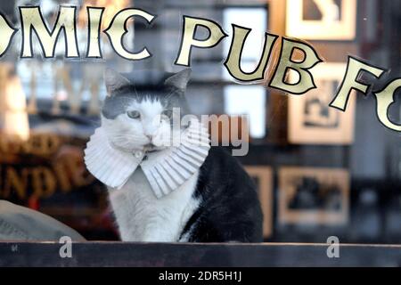 Katze mit weißem elisabethanischem Ruff-Kragen in einem gemütlichen Pub an einem dekorierten Fenster in London, England, Großbritannien Stockfoto
