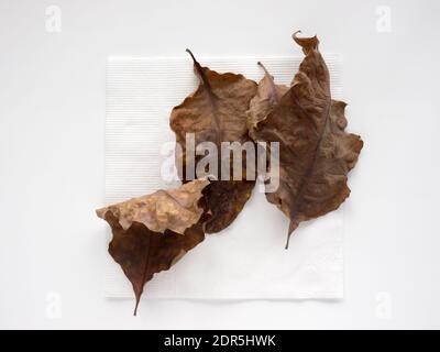 Trockene Eiche Leafs auf einem Papier Hintergrund. Stockfoto