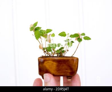 Die Bonsai Baum auf Keramik Topf. Stockfoto