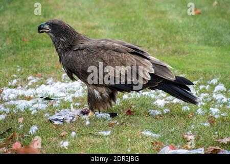 Unreifer Weißkopfseeadler mit Überresten einer Möwe auf Grün Gras Stockfoto