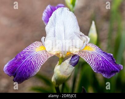 Ungarische Iris, Skäggiris (Iris variegata) Stockfoto