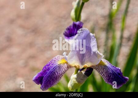 Ungarische Iris, Skäggiris (Iris variegata) Stockfoto