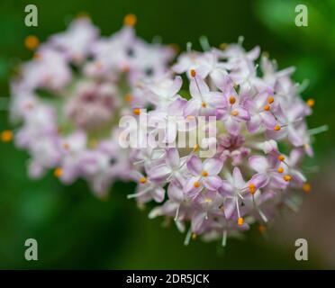 Rosa Reisblume (Pimelea ferruginea) Stockfoto