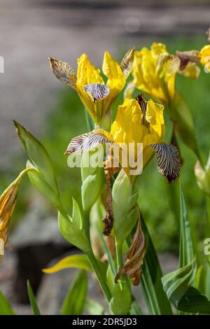 Ungarische Iris, Skäggiris (Iris variegata) Stockfoto