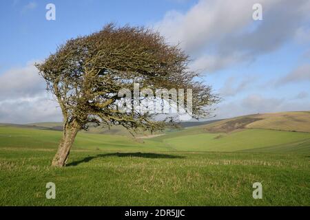Einsamer windgepeitschter Baum in einer ruhigen grünen Landschaft in South Downs, Sussex, England, Großbritannien Stockfoto