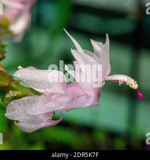 Falscher Weihnachtskaktus, Novemberkaktus (Schlumbergera truncata) Stockfoto