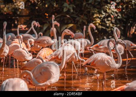 Flamingos in Vogelpark in Iguazu Brasilien Stockfoto