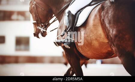 Ein starkes, schönes Lorbeer Pferd mit einem Reiter in schwarzen eleganten Stiefeln im Sattel vor dem Hintergrund des Stalls. Reitsport. Reiten. Stockfoto