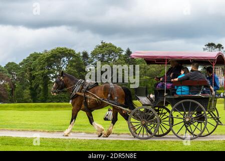 Pferde und Wagen im Killarney National Park, in der Nähe der Stadt Killarney, County Kerry, Irland Stockfoto