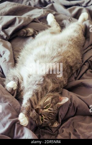 Ausgewachsenes Haustier liegt gestreckt auf dem Bett, eine fette Katze mit einem großen Bauch Stockfoto