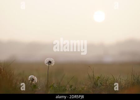 Löwenzahn im Feld bei Sonnenaufgang im Morgenlicht Stockfoto