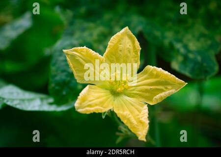 Kürbis ist ein Teil einer Kürbispflanze, an der zierliche und essbare Blüten angebracht sind. Diese Blüten haben orange und gelb. Stockfoto