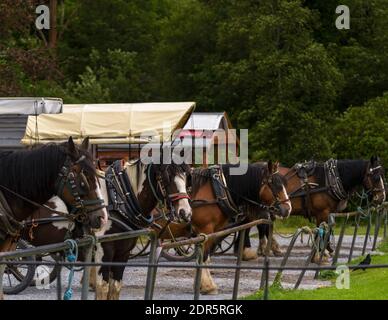 Pferde und Wagen im Killarney National Park, in der Nähe der Stadt Killarney, County Kerry, Irland Stockfoto