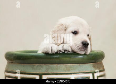 Der kleine Golden Retriever Welpe sitzt in einem grünen Blumentopf und schaut aus ihm heraus. Stockfoto