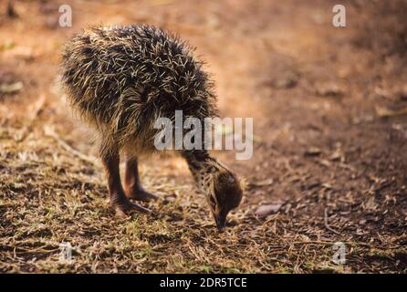 Straußenschnecke (Struthio camelus) Stockfoto