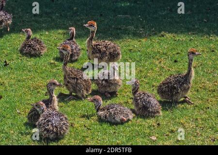 Straußenküken (Struthio camelus) Stockfoto