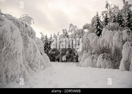 Wald und Bäume bedeckt von dicken Schichten von frisch gefallener Schnee während des Winters. Stockfoto