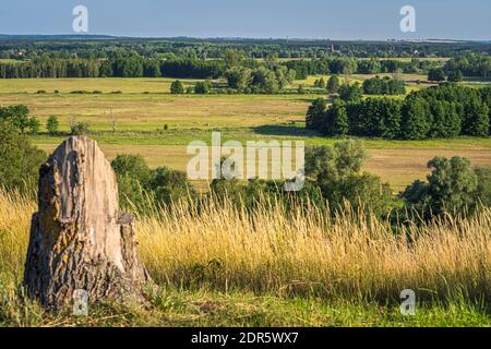 Sommer ländliche Landschaft mit Heuschafen auf landwirtschaftlichen Feldern, Wald und Baumstamm, Landesgrenze zwischen Deutschland und Polen Stockfoto